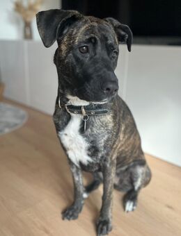 Mischlingshündin sucht ein neues Zuhause - Mönchengladbach