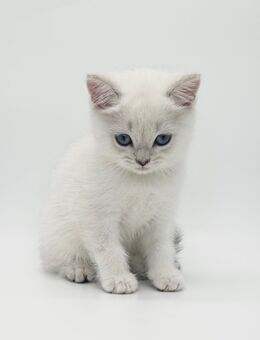 Wunderschöne BKH Kitten mit Stammbaum! - Wuppertal