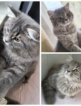 BKH/Blh Junge Abgabefertig - Wuppertal