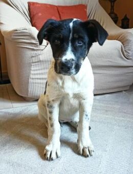 Zora sucht ihre für immer Familie! - Krefeld