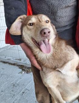 Junghündin 884931 - Köln