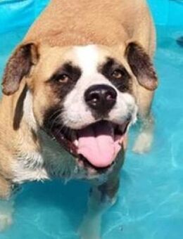 DAVE hofft auf ein Zuhause - Gefrees