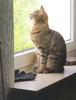 Suche Babykatze - Ludwigshafen (Rhein)