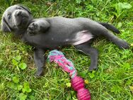 Reinrassige Labradorwelpen der Arbeitslinie in charcoal, champagner/silber - Wadersloh