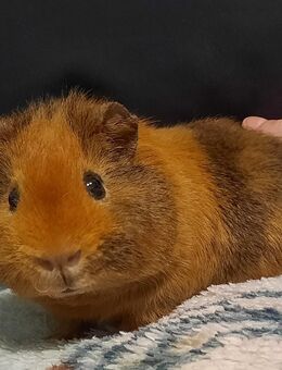 Süßer Meerschweinchenbock Rex abzugeben - Rudolstadt