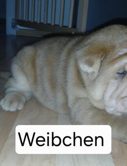 Sharpai welpen - Gummersbach