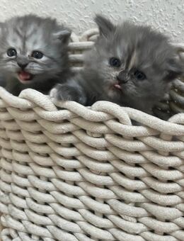Britisch Langhaar Kitten in blue & tricolor - Rothenburg (Tauber)