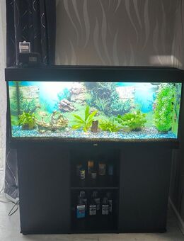 Aquarium Juwel Rio 240l - Braunfels