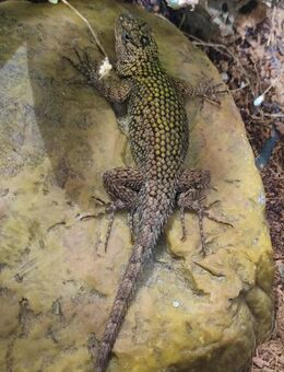 2 Malachit-Stachelleguane (Sceloporus malachiticus) NZ - Berlin