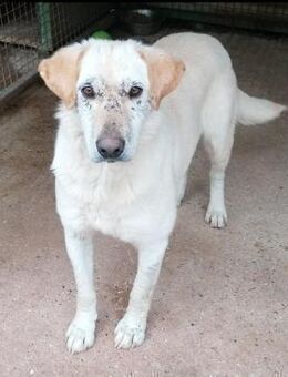 Dolli - Wundervolle Hundemama - Obertshausen