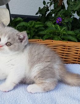 Britisch Kurzhaar Katze Jeannie vom Kister Silbermond lilac-cream-white - Giebelstadt