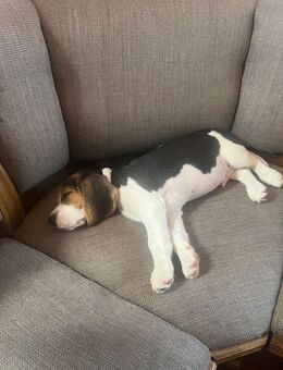 Beagle - Tännesberg