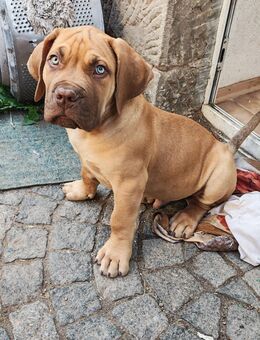 South African Boerboel Rüde - Fulda