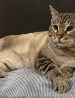 Zauberkater Siam-Mischling Halbalbino - Porta Westfalica Eisbergen