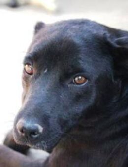 Melcherson ist eine Seele von Hund! - Karben