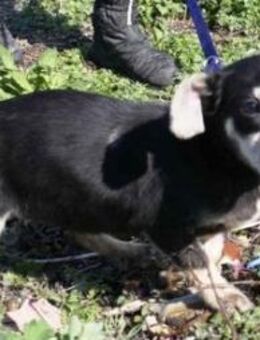 Winzige Yaya ist aufgeschlossen und lieb - Karben