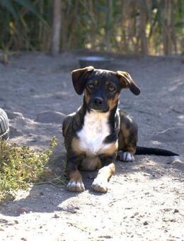 Unique-zurückhaltend und verspielt - Haan