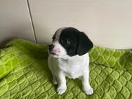 Jackrussel Chihuahua Mix Welpen - Krien