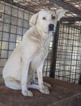 Patch - Sanfter Riese mit Knickohr - München