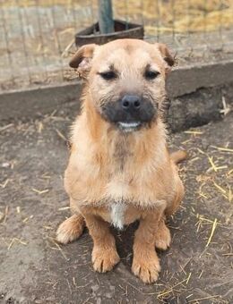 Lilly möchte nur Liebe schenken - Olsberg