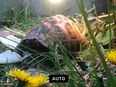 Griechische Landschildkröte (weiblich) in 30880
