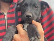 Welpenmädchen Ronja sucht - genau dich - Kallmünz