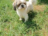 Liebenswerte Yuki - Tholey