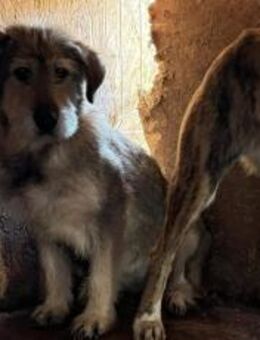 Empathische Menschen für Shelly gesucht - München