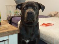Cane Corso 1 Jahr - Kassel
