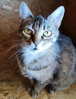 💛Hundeverträgliche 🌸 Harriet💛 - Eislingen (Fils)