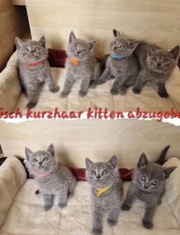 BKH kitten 14 Wochen alt suchen ab sofort ein liebevolles Zuhause - Garbsen