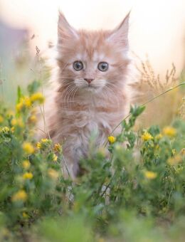 Maine Coon - Blankenfelde-Mahlow
