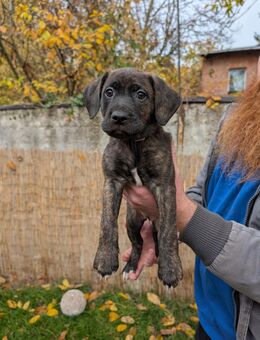 Labradormix Welpen - Falkenstein (Harz) Emsleben