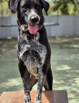 Lala ist ruhig und ausgeglichen - Tübingen