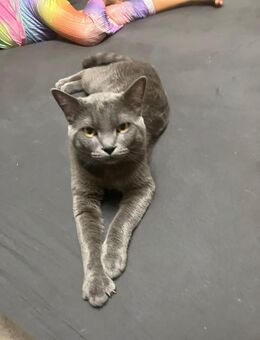 Bkh Kater sucht liebevolles Zuhause - Essen