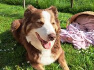 Australian Shepherd Welpen - Rheine