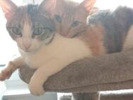 Liebe Katzen Emil und Kalli - Karlsruhe