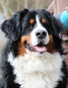 Paule su. hundeerfahrene Besitzer - Neuhausen (Spree)