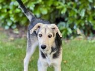 Bongo möchte endlich ankommen - Neuss