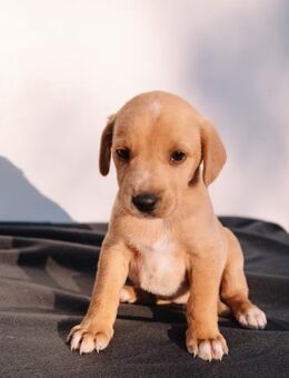 Vier tapsige Pfoten- Clara - Ellerbek