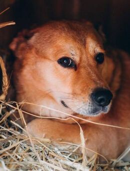 Johnny, sanft und ausgeglichen - Süderholz