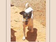 Katzenverträgliche Jack Russel Hündin .. - Meinerzhagen