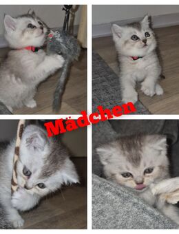 BKH Babys suchen ihr Für-Immer-Zuhause - Hamburg Hamburg-Mitte