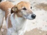 Sanfter, vertrauensvoller Hund Salva - München