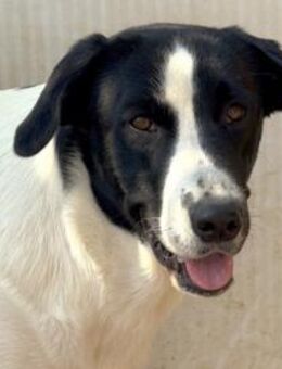 Jude wünscht sich familiäres Umfeld - Neuss