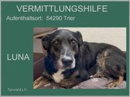 LUNA - eher ruhig und vorsichtig - Overath