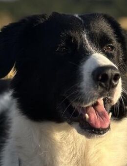 Hendrik, geb. ca 07/2020, 86660 Tapfheim - Euskirchen