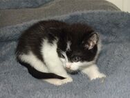 Fruhlings katze. - Wipperfürth (Hansestadt)