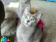 Russisch blau Kitten m.Abstammungsurkunde