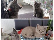 Reinrassige BKH+BLH Kitten Lilac+Blau - Wissen